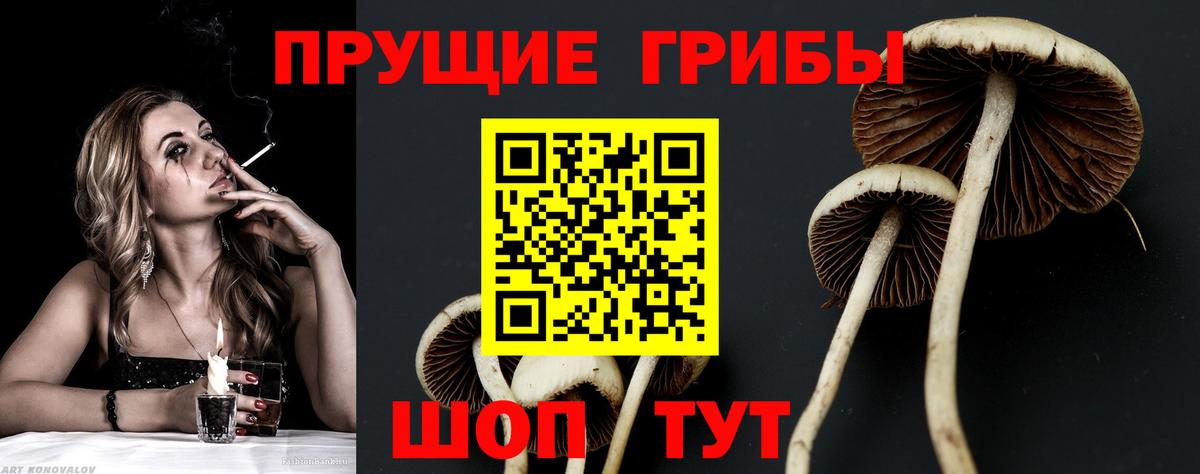 Черногорск  Галлюциногенные грибы MAGIC MUSHROOMS  Вход с VPN 